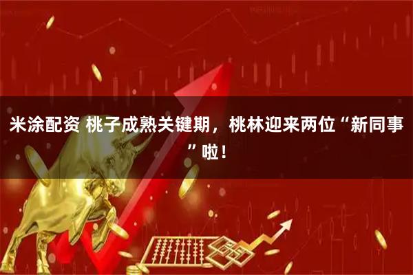 米涂配资 桃子成熟关键期，桃林迎来两位“新同事”啦！